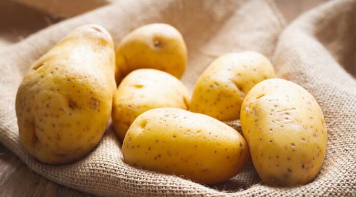 Patate.  Patate Yukon Gold fresche e biologiche da vicino su un tavolo da cucina in legno nella luce del mattino