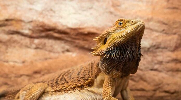 Drago barbuto (Pogona Vitticeps) in un terrario, incinta, con la pancia gonfia e la barba nera
