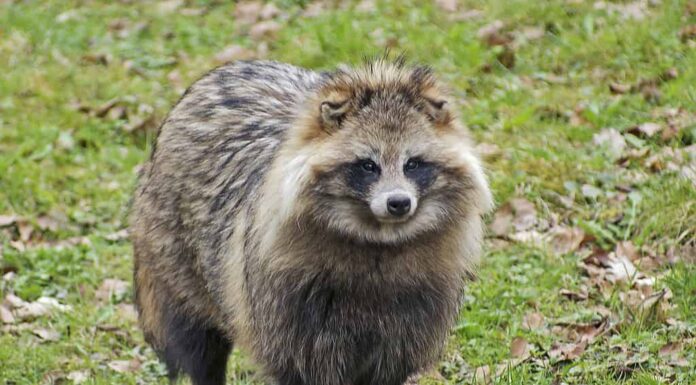 Cane procione in un ambiente naturale