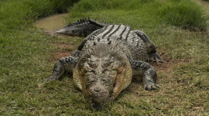 Coccodrillo d'acqua salata sulla riva