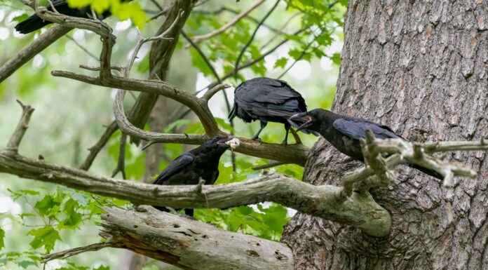 Fratelli corvi americani discutono dell'ultima consegna di cibo da parte della madre con uno sfondo verde frondoso