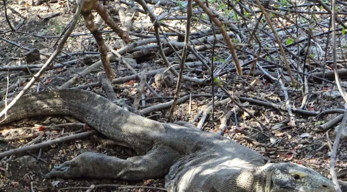 Drago di Komodo che protegge le sue uova