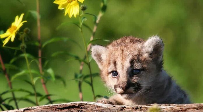 Giovane gattino del leone di montagna