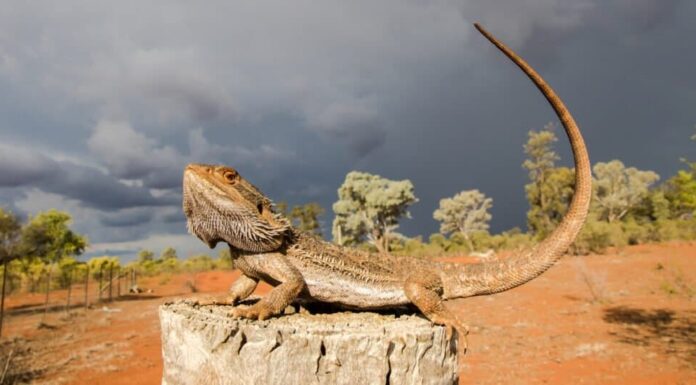 Il più grande drago barbuto: il drago barbuto centrale