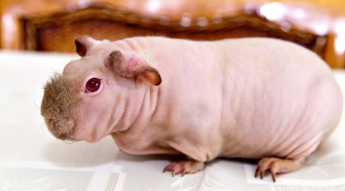 Tipi di porcellino d'India: magri