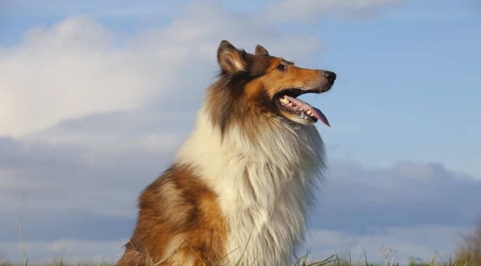 Collie ruvido