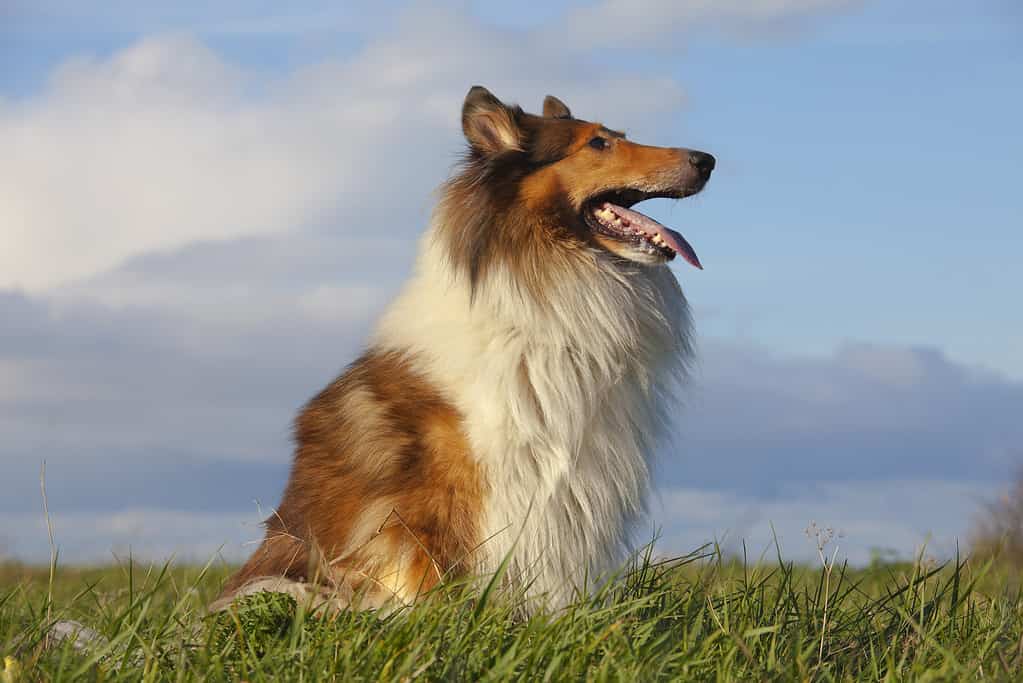 Collie ruvido