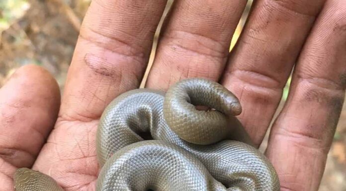 Un piccolo boa di gomma settentrionale nella mano di un uomo.