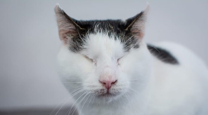 Gatto cieco salvato dalla strada