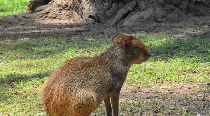 Aguti dalla groppa rossa (Dasyprocta leporina)