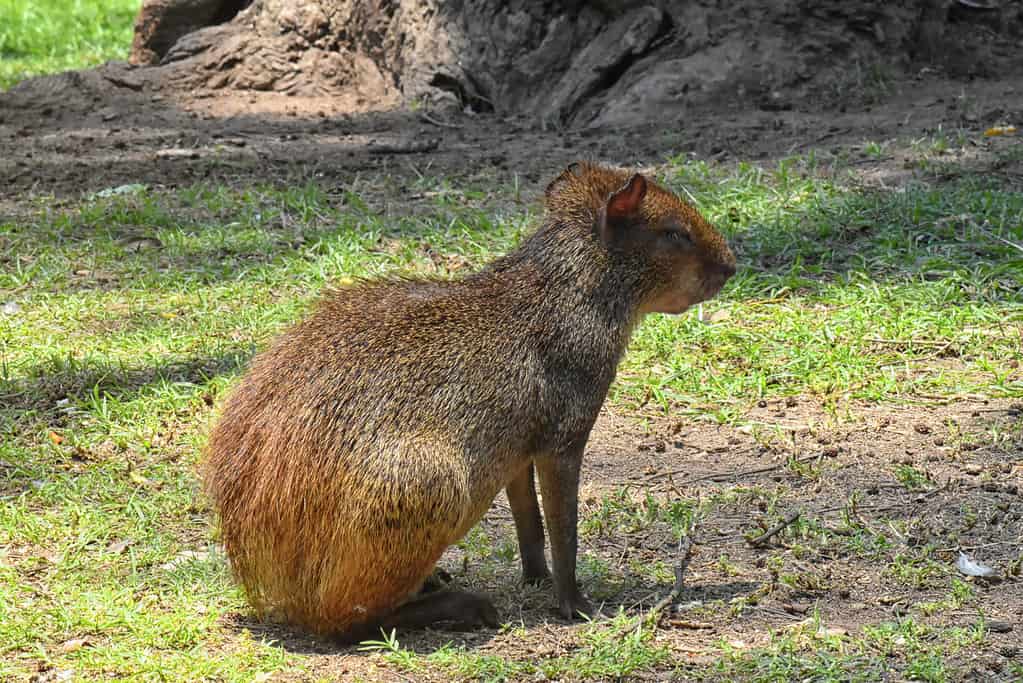 Aguti dalla groppa rossa (Dasyprocta leporina)