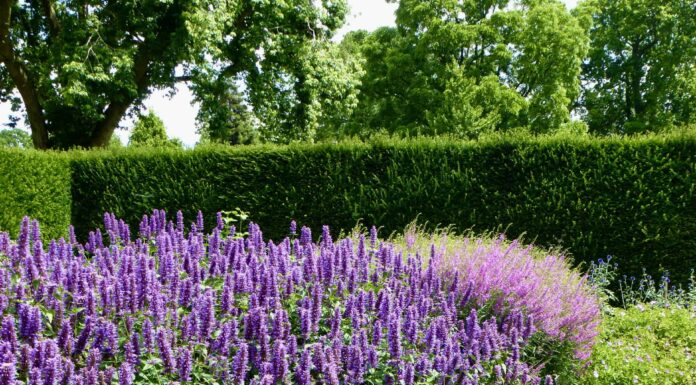 Gli 8 migliori fiori perenni da piantare nel sud della California
