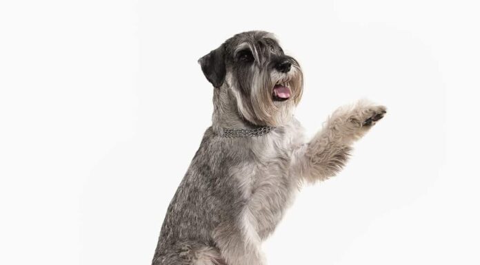 si lamenta degli schnauzer