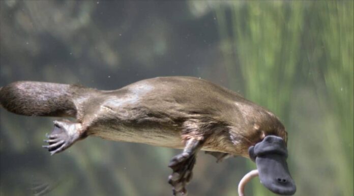 Endemici dell'Australia, gli ornitorinchi sono mammiferi unici con becchi simili a quelli di un'anatra che depongono le uova.