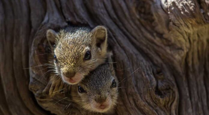 Due piccoli scoiattoli che guardano fuori dal loro nido in un buco naturale nell'albero