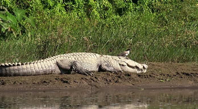 Mugger o coccodrillo di palude che prende il sole accanto all'acqua nel parco nazionale di Chitwan in Nepal