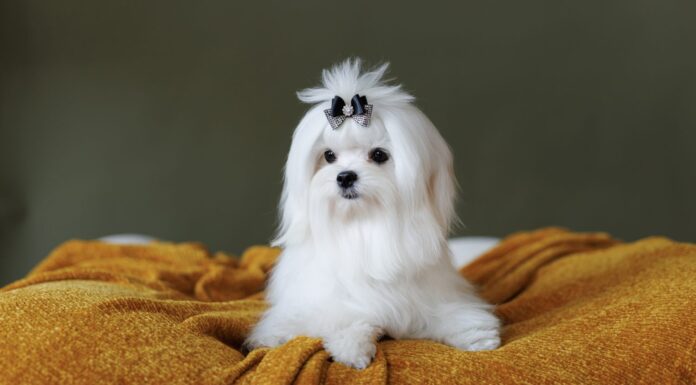 I teneri cuccioli bianchi della razza Maltez giocano, riposano e si leccano le labbra sul letto.