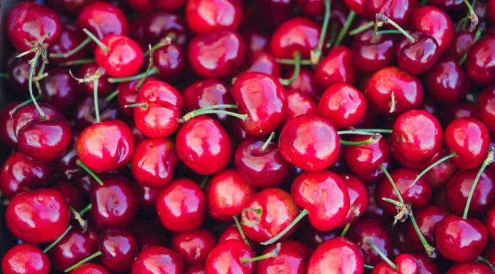 Ciliegie biologiche coltivate in California in estate