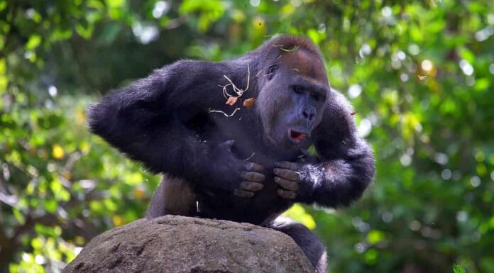 Percosse al petto del gorilla Silverback