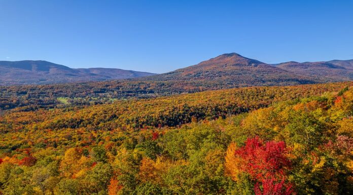 I 6 Stati che producono più sciroppo d'acero
