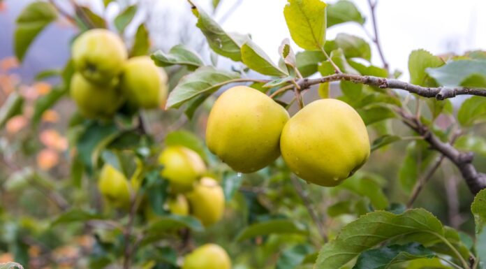mela sull'albero nel Sichuan in Cina