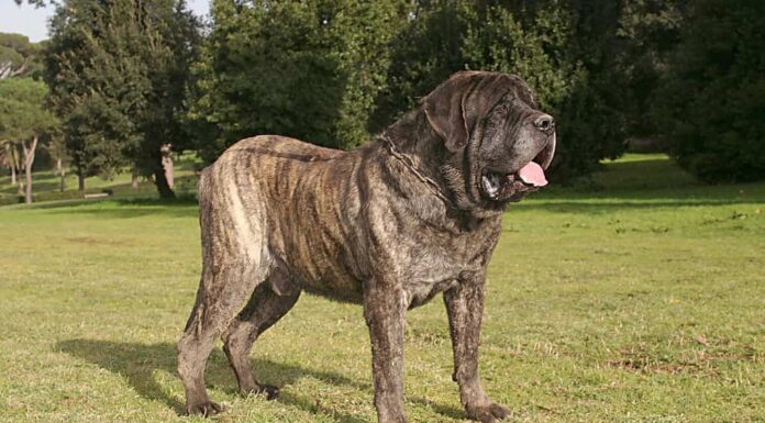 Ritratto di un cane mastino all'aperto.