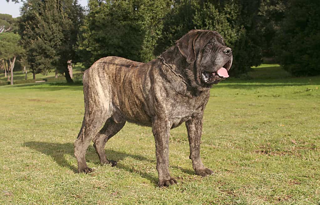 Ritratto di un cane mastino all'aperto.