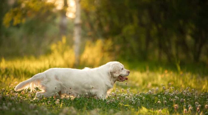 cane nel parco al tramonto.  Clumber spaniel in natura nell'erba in estate
