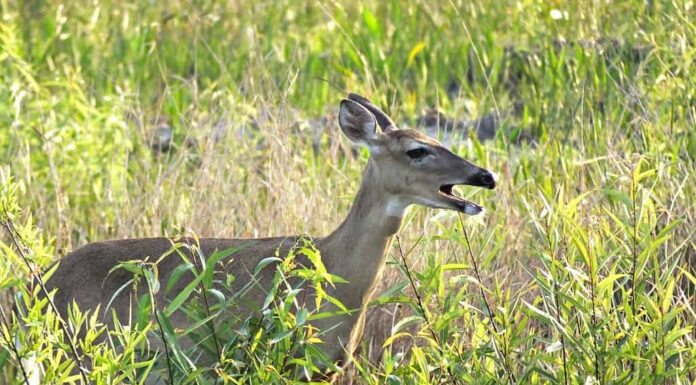 Cervo dalla coda bianca (Odocoileus virginianus) nell'erba alta con la bocca aperta