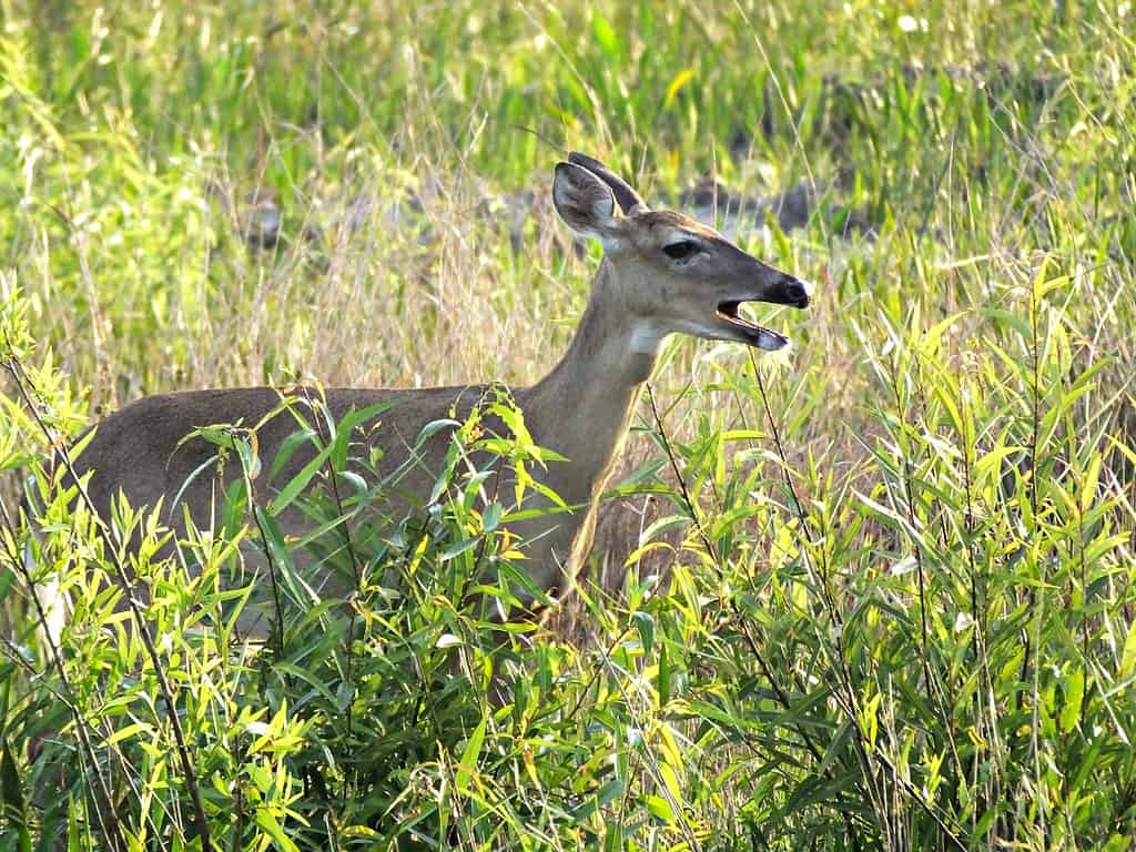 Cervo dalla coda bianca (Odocoileus virginianus) nell'erba alta con la bocca aperta