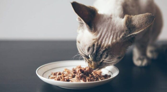 gatto che mangia cibo umido