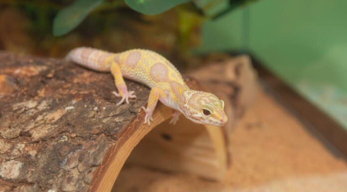 geco-leopardo-in-piedi-su-mezzo-tronco