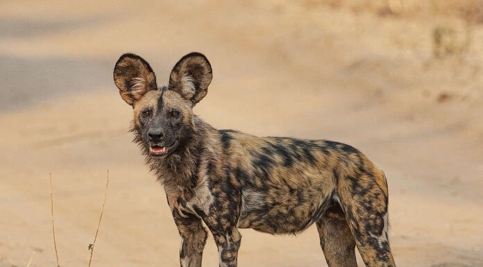 un ritratto di un cane da caccia africano (Lycaon pictus) guardando la telecamera