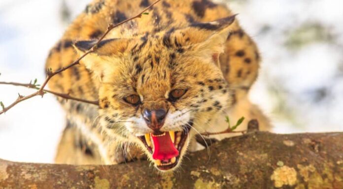 I gatti Serval sono buoni animali domestici - Gatto Serval
