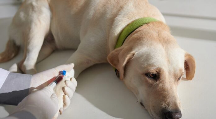 Veterinario che preleva sangue dal cane