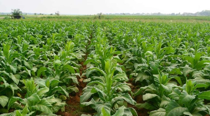 Migliaia di piante di tabacco immature (verdi) che crescono in file diritte in un campo coltivato