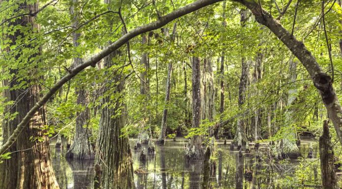 Il più grande proprietario terriero della Virginia controlla un ridicolo 4,18 milioni di acri
