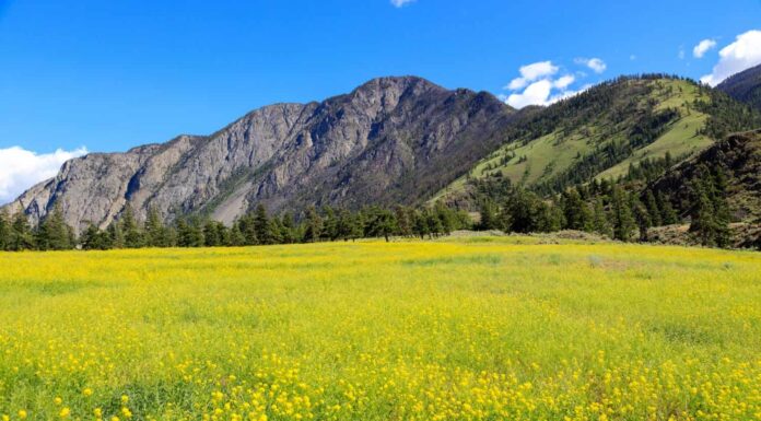 Paesaggio canadese di fiori di senape in un campo situato nella valle Similkameen vicino a Keremeos, British Columbia, Canada.