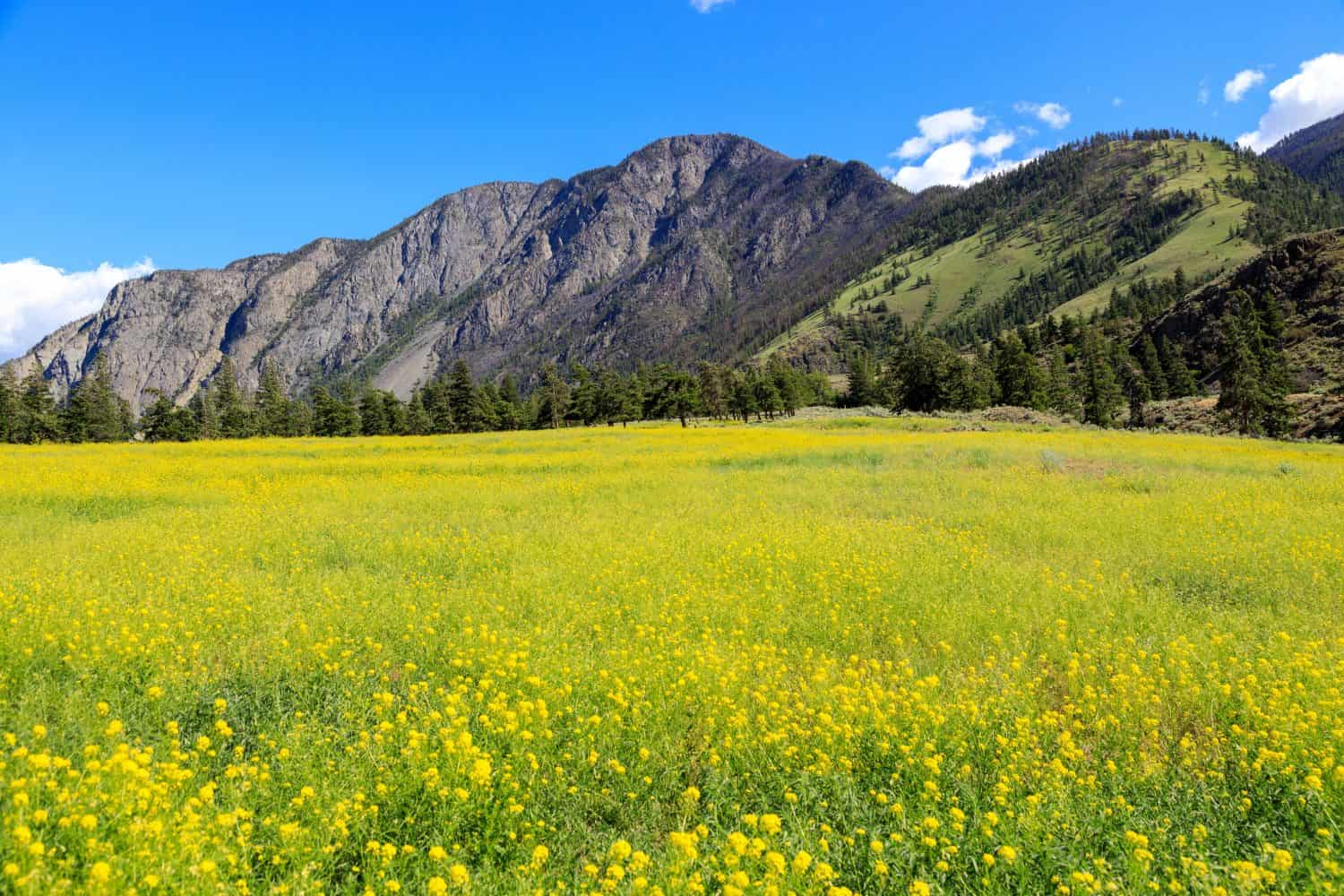 Paesaggio canadese di fiori di senape in un campo situato nella valle Similkameen vicino a Keremeos, British Columbia, Canada.