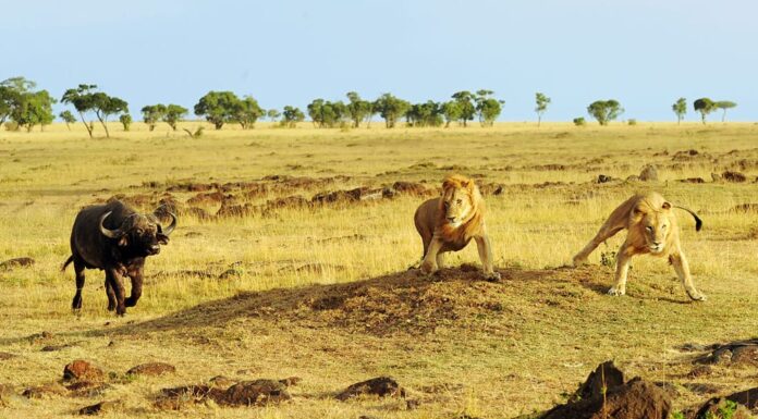 Il Capo africano o il bufalo d'acqua (Syncerus caffer) carica i leoni africani (Panthera leo) durante il safari nella Riserva nazionale di Masai Mara nel Kenya sudoccidentale.