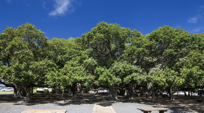 Un enorme albero banyan indiano a Maui è chiamato Lahaina Banyan Tree.