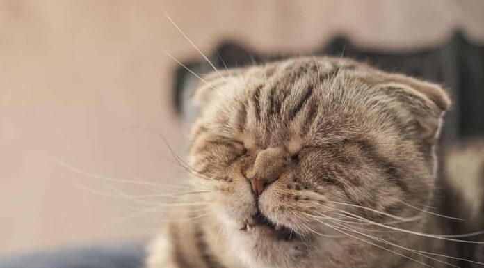 Il simpatico gatto Scottish Fold sta per starnutire, quindi ha il naso rugoso e un muso divertente.