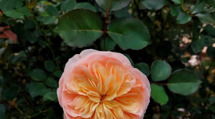 Fiore di Giulietta rosa chiaro, pesca e arancio nel giardino.  Fiore della rosa di Giulietta.