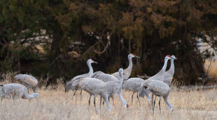 Gru Sandhill che si radunano vicino al fiume Platte nel Nebraska centrale durante la migrazione primaverile.
