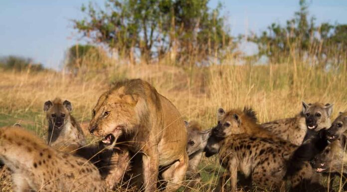 Il leone e le iene combattono per l'uccisione di un facocero.