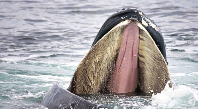 La megattera spalanca la bocca per mostrare i fanoni