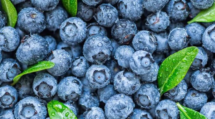 Gocce d'acqua sul mirtillo dolce maturo.  Sfondo di mirtilli freschi con copia spazio per il testo.  Concetto vegano e vegetariano.  Macro texture di bacche di mirtillo. Bacche di mirtillo texture da vicino