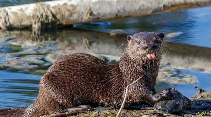 Giovane fiume nordamericano, lontra settentrionale o comune trovata in un canale di stagno tipo lago di ritenzione di proprietari di case locali a Coral Springs, Florida, dalle Everglades di Miami / Contea di Broward