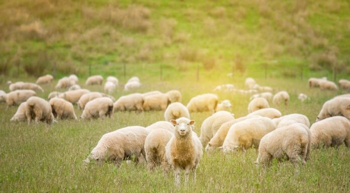 Gregge di pecore al pascolo in una fattoria verde in Nuova Zelanda con effetto luce solare calda.