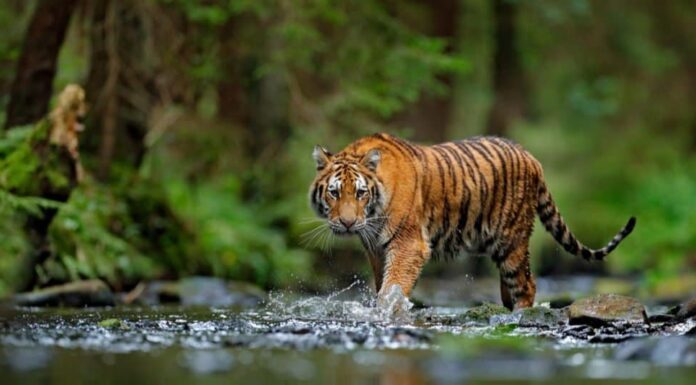 Predatore all'apice: tigre